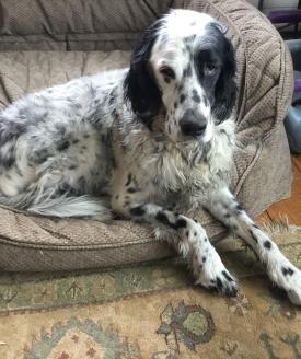 Photo of English Setter Mick